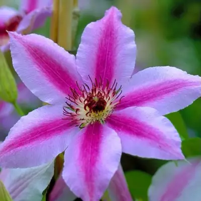 Клематис НЕЛЛИ МОЗЕР в Жлобине