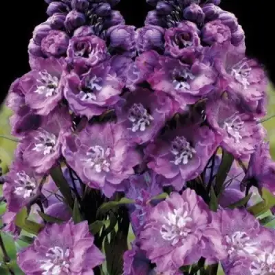 Дельфиниум ДЕЛЬФИС ПИНК ПАУЭ высокий в Жлобине