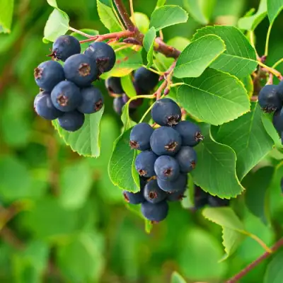 Ирга КОЛОСИСТАЯ в Жлобине