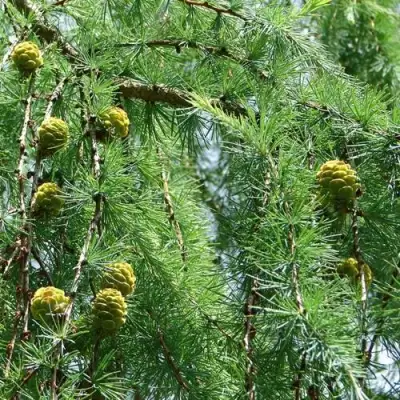 Лиственница КЕМПФЕРА в Жлобине