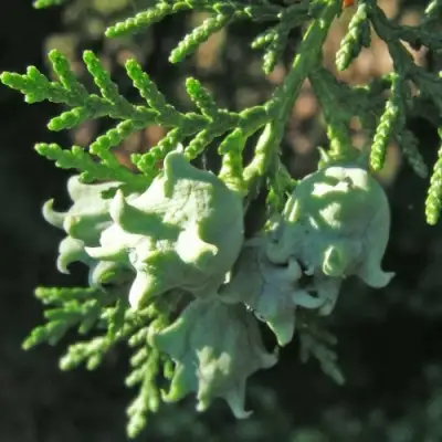 Туя восточная в Жлобине