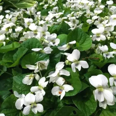 Фиалка АЛЬБИФЛОРА сестринская в Жлобине