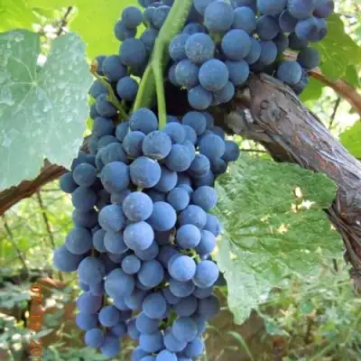 Виноград ВЕНУС в Жлобине