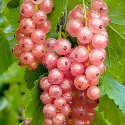 Смородина белая ПРЫГАЖУНЯ (РОЗОВАЯ) в Жлобине