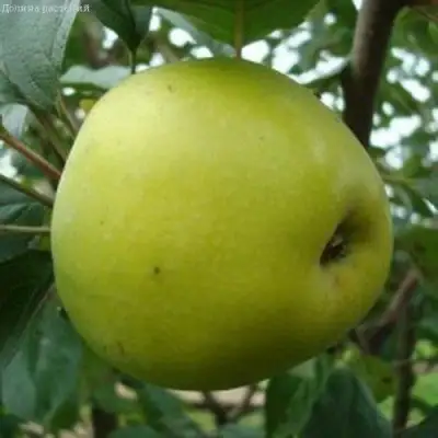 Яблоня КОШТЕЛЯ в Жлобине