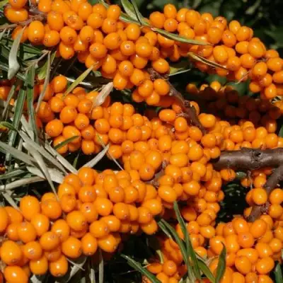 Облепиха АЛТАЙСКАЯ в Жлобине