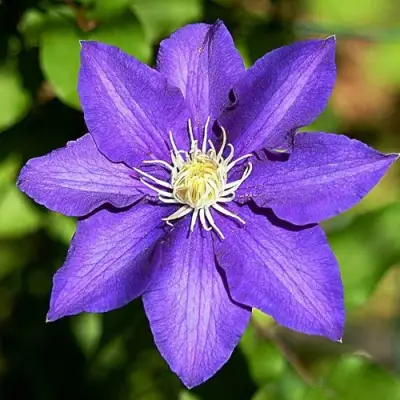 Клематис ЗЕ ПРЕЗИДЕНТ в Жлобине