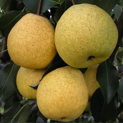 Груша ВЕЛИКАЯ ЛЕТНЯЯ (БОЛЬШАЯ ЛЕТНЯЯ) в Жлобине