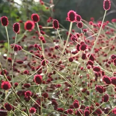 Кровохлебка ЧОКОЛАТ ТИП в Жлобине