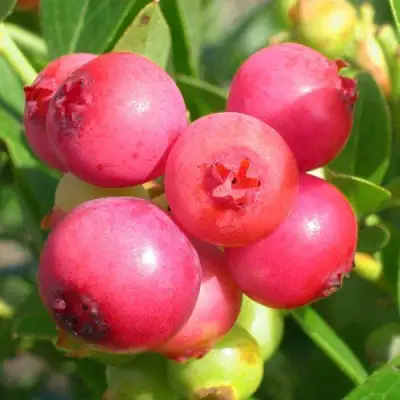 Голубика ПИНК ЛИМОНАД в Жлобине