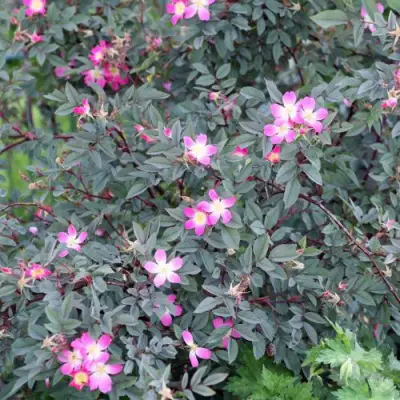 Роза сизая в Жлобине