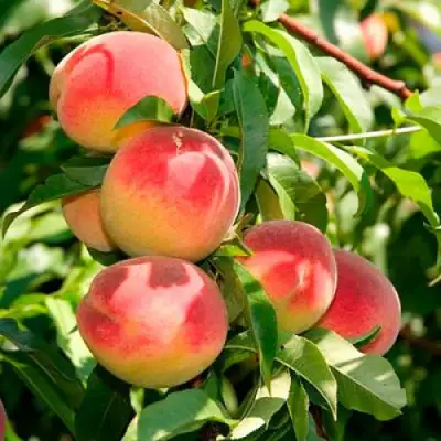 Персик ДИВНЫЙ в Жлобине