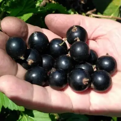 Смородина черная ЧЕРНООКАЯ в Жлобине