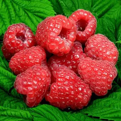 Саженцы малины Глен ампл