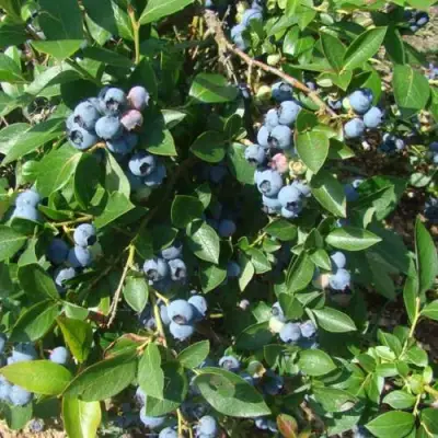 Голубика БЛЮЭТТА в Жлобине