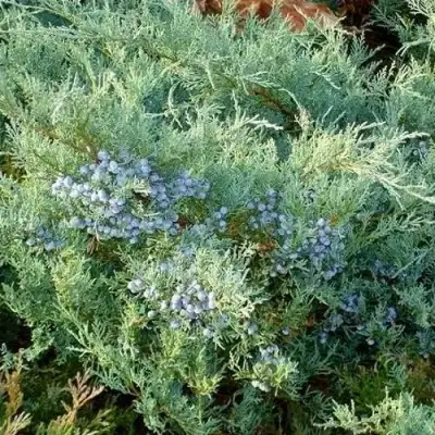 Можжевельник ГРЕЙ ОУЛ виргинский  в Жлобине