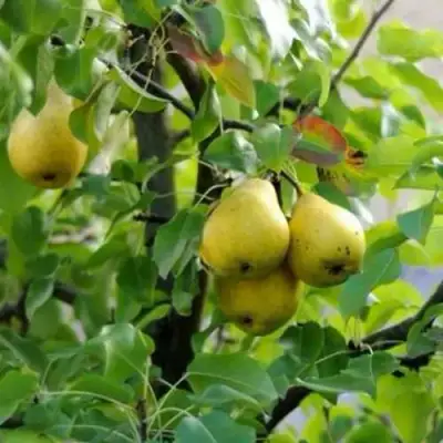 Груша ВИЛИЯ в Жлобине