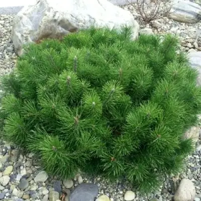 Сосна горная МУГУС в Жлобине