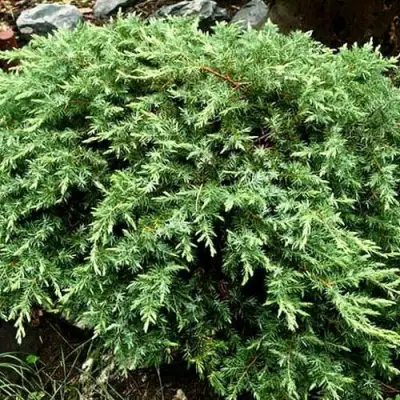 Можжевельник ШЛЯГЕР прибрежный в Жлобине