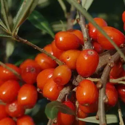 Облепиха ВОРОБЬЕВСКАЯ в Жлобине