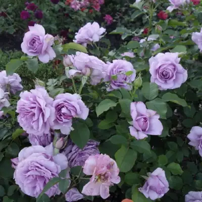 Роза ЛАВ СОНГ флорибунда в Жлобине