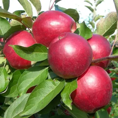 Яблоня КОВАЛЕНКОВСКОЕ в Жлобине