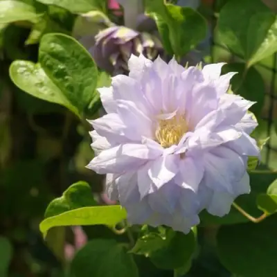 Клематис БЕЛЬ ОФ ВОРКИНГ в Жлобине