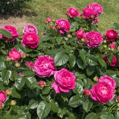 Роза АНУШКА чайно-гибридная в Жлобине