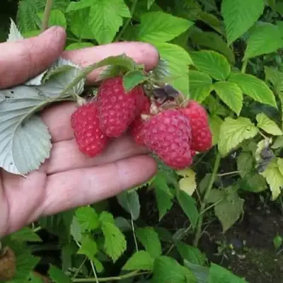 Малина КОРПИКО в Жлобине