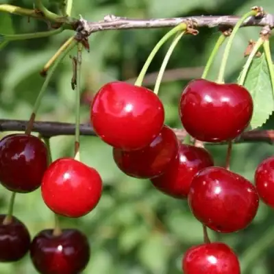 Вишня ХАРИТОНОВСКАЯ в Жлобине