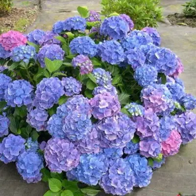 Гортензия БОДЕНСИ крупнолистная в Жлобине