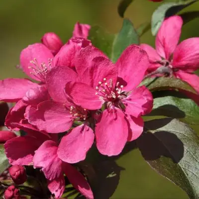 Яблоня НЕДЗВЕЦКОГО в Жлобине