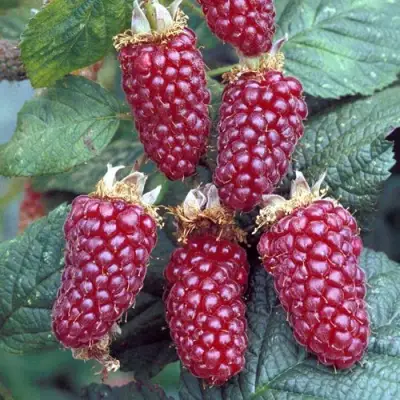 Ежемалина ТАЙБЕРРИ в Жлобине