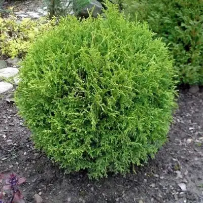 Туя ХОЗЕРИ западная в Жлобине