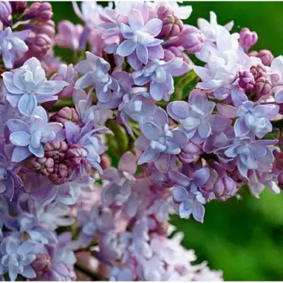 Сирень ПАМЯТЬ О ВАВИЛОВЕ в Жлобине