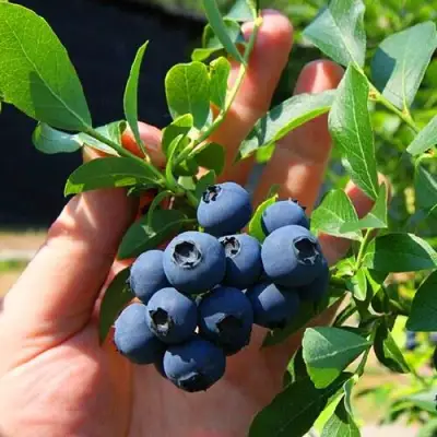 Голубика НОРТ КАНТРИ в Жлобине