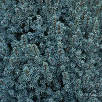 Ель САНДЕРС БЛЮ канадская в Жлобине