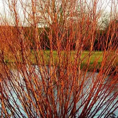 Ива ВИТЕЛЛИНА белая  в Жлобине