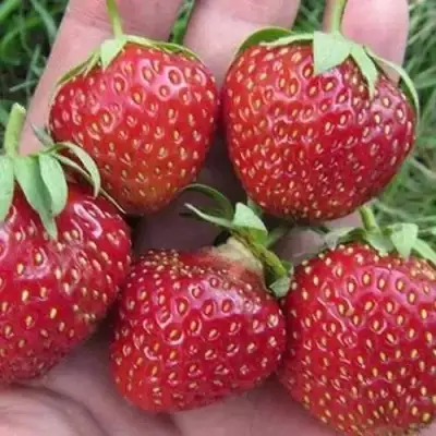 Клубника ВИМА ЗАНТА в Жлобине