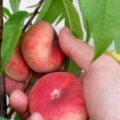 Персик САТУРН ИНЖИРНЫЙ в Жлобине