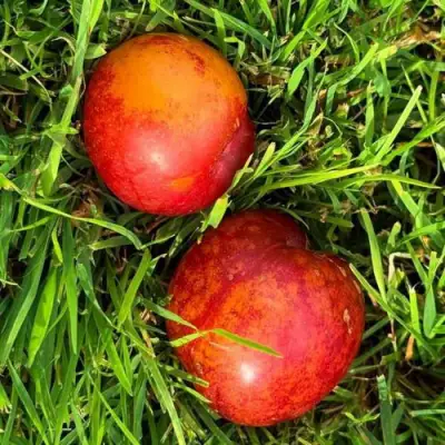 Шарафуга НЕКТАРИННАЯ в Жлобине