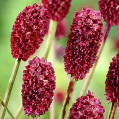 Кровохлебка ТАННА лекарственная в Жлобине