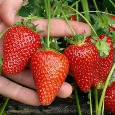 Клубника АЛЬБА в Жлобине