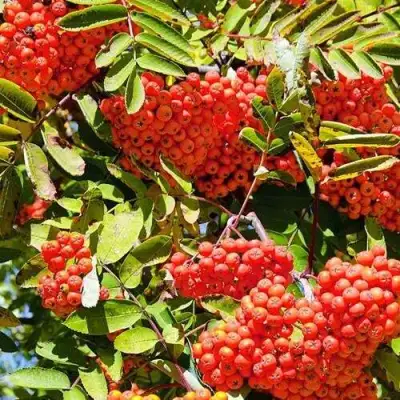 Рябина СОРБИНКА сладкоплодная в Жлобине