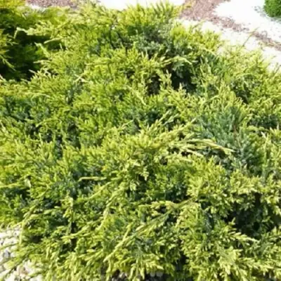 Можжевельник ГОЛД СТАР средний в Жлобине