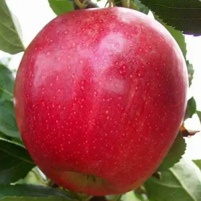 Яблоня ГАЛА МАСТ в Жлобине