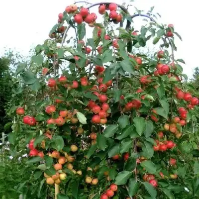 Яблоня ХЮВИНГИЕНЗИС декоративная в Жлобине