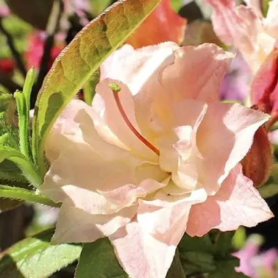 Азалия КЭННОНС ДАБЛ листопадная в Жлобине