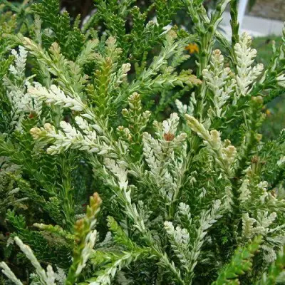 Туевик ВАРИЕГАТА долотовидный в Жлобине