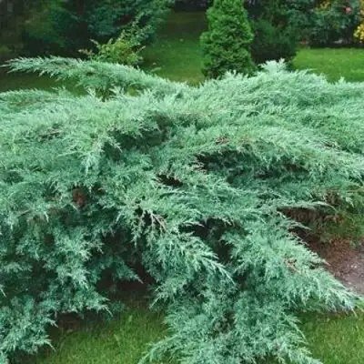 Можжевельник ГРЕЙ ОУЛ виргинский  в Жлобине
